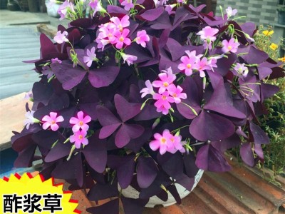 多年生红三叶紫叶酢浆草种根盆栽庭院草坪花卉观叶花坛植物绿化苗图2