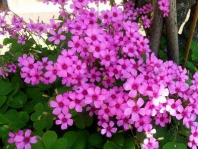 多年生红三叶紫叶酢浆草种根盆栽庭院草坪花卉观叶花坛植物绿化苗图4