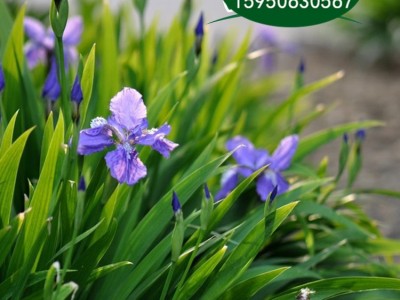 水生蓝花鸢尾花苗盆栽马兰花蝴蝶兰阳台花园绿植四季花卉地栽植物图1