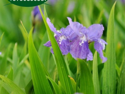 水生蓝花鸢尾花苗盆栽马兰花蝴蝶兰阳台花园绿植四季花卉地栽植物图2