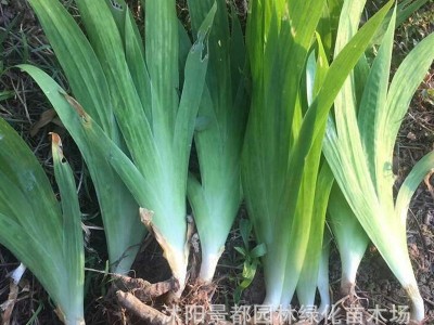 水生蓝花鸢尾花苗盆栽马兰花蝴蝶兰阳台花园绿植四季花卉地栽植物图4