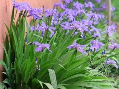 水生蓝花鸢尾花苗盆栽马兰花蝴蝶兰阳台花园绿植四季花卉地栽植物图3