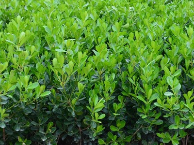 小叶瓜子黄杨色块篱笆植物常绿庭院小区工程苗风景苗景区绿化工程图4