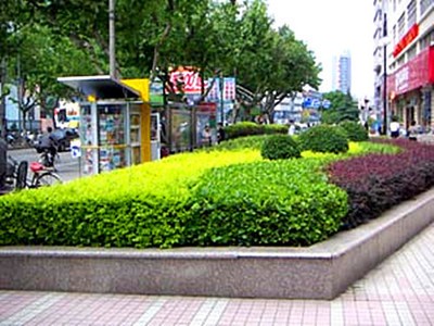 小叶瓜子黄杨色块篱笆植物常绿庭院小区工程苗风景苗景区绿化工程图3