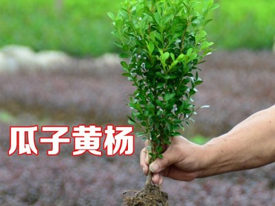 小叶瓜子黄杨色块篱笆植物常绿庭院小区工程苗风景苗景区绿化工程图1