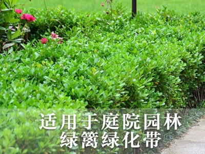 小叶瓜子黄杨色块篱笆植物常绿庭院小区工程苗风景苗景区绿化工程图2