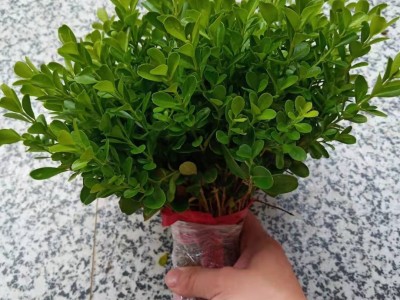 小叶瓜子黄杨色块篱笆植物常绿庭院小区工程苗风景苗景区绿化工程图5