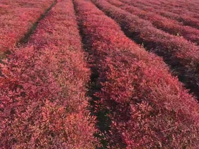 南天竹树苗室内盆栽植物火焰红南天竺苗庭院耐寒绿化小苗四季好养图4