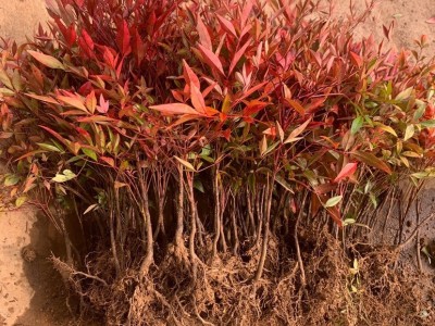 南天竹树苗室内盆栽植物火焰红南天竺苗庭院耐寒绿化小苗四季好养图1