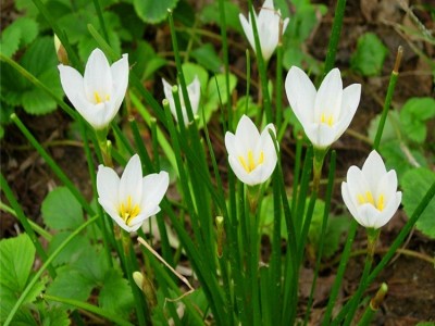 葱兰苗花种子葱兰花种球根花苗韭菜莲韭兰风雨兰批发花坛装饰地被图5