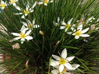 葱兰苗花种子葱兰花种球根花苗韭菜莲韭兰风雨兰批发花坛装饰地被图3