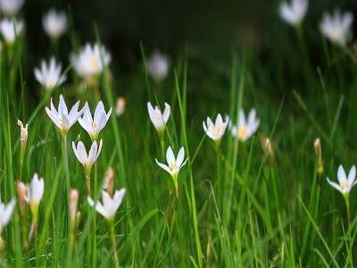 葱兰苗花种子葱兰花种球根花苗韭菜莲韭兰风雨兰批发花坛装饰地被图2