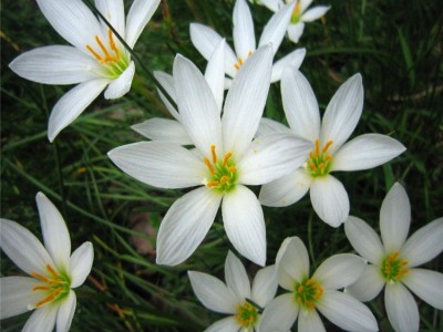 葱兰苗花种子葱兰花种球根花苗韭菜莲韭兰风雨兰批发花坛装饰地被图4