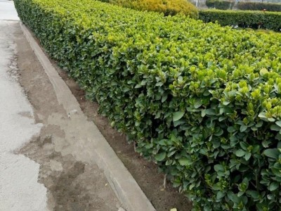 冬青树苗四季耐寒耐冻植物篱笆苗南北方围墙苗冬青苗庭院小区别墅图3