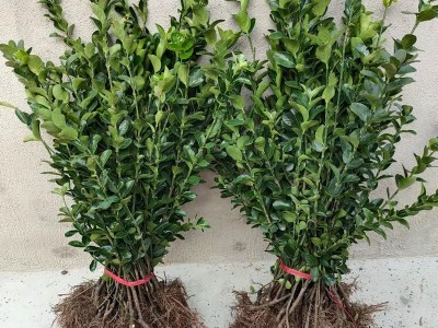 冬青树苗四季耐寒耐冻植物篱笆苗南北方围墙苗冬青苗庭院小区别墅图2