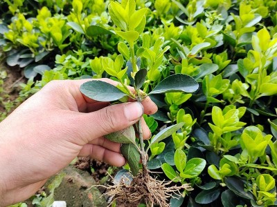 冬青树苗四季耐寒耐冻植物篱笆苗南北方围墙苗冬青苗庭院小区别墅图4