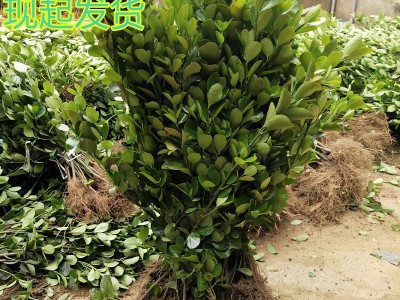 大叶黄杨球龟甲冬青红叶石楠树苗瓜子小叶女贞金森绿化球庭院园林图5
