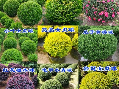大叶黄杨球龟甲冬青红叶石楠树苗瓜子小叶女贞金森绿化球庭院园林图3