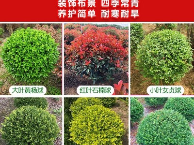 紫荆树苗紫珠独杆丛生紫荆花籽播苗满条红庭院行道绿化植物苗木图4