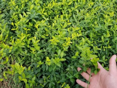 爬藤花卉小叶扶芳藤攀缘植物络石藤绿植盆栽花四季常青耐寒不落叶图3