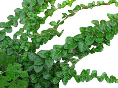 爬藤花卉小叶扶芳藤攀缘植物络石藤绿植盆栽花四季常青耐寒不落叶图5