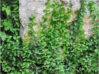 爬藤花卉小叶扶芳藤攀缘植物络石藤绿植盆栽花四季常青耐寒不落叶图4