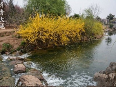 连翘花树苗丛生连翘盆景绿植盆栽庭院花园观花植物黄老虎苗黄钟花图2