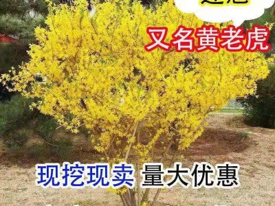 连翘花树苗丛生连翘盆景绿植盆栽庭院花园观花植物黄老虎苗黄钟花图1