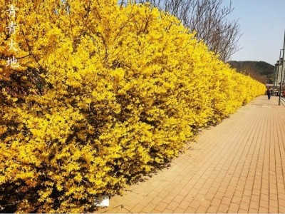 连翘花树苗丛生连翘盆景绿植盆栽庭院花园观花植物黄老虎苗黄钟花图4