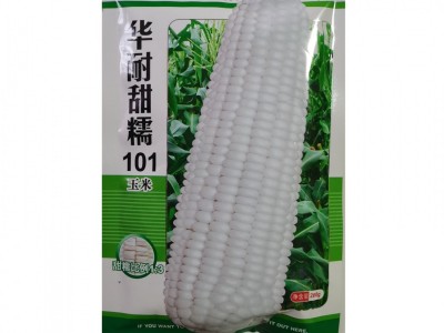 北京华耐甜糯101玉米杂交种 白糯玉米种子鲜食又甜又糯 抗病图5