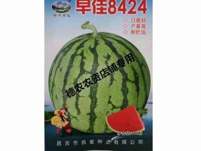 早佳8424西瓜种子 圆形麒麟西瓜地雷王春季早熟抗病 高甜水果种子图1