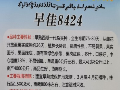 早佳8424西瓜种子 圆形麒麟西瓜地雷王春季早熟抗病 高甜水果种子图3