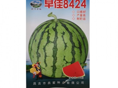 早佳8424西瓜种子 圆形麒麟西瓜地雷王春季早熟抗病 高甜水果种子图5