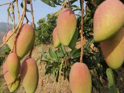 贵妃芒 当季红金龙大芒果 新鲜甜心芒水果现摘10斤装 果园直发图2