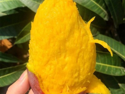 贵妃芒 当季红金龙大芒果 新鲜甜心芒水果现摘10斤装 果园直发图3