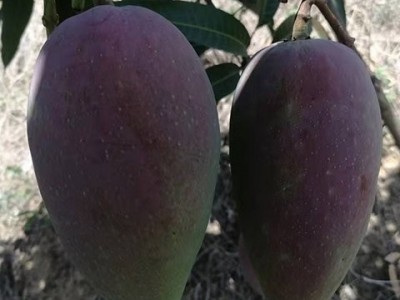 贵妃芒 当季红金龙大芒果 新鲜甜心芒水果现摘10斤装 果园直发图4
