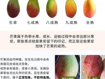 贵妃芒 当季红金龙大芒果 新鲜甜心芒水果现摘10斤装 果园直发图5