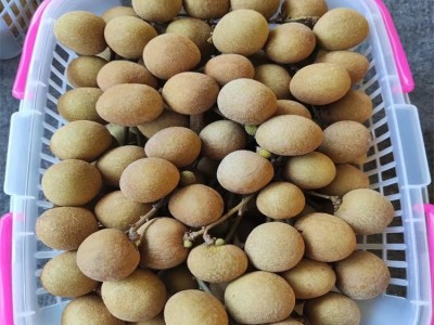 储良龙眼 新鲜多汁 现货 专用网兜包装 籽小皮薄图2