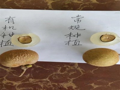 储良龙眼 新鲜多汁 现货 专用网兜包装 籽小皮薄图3
