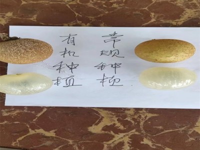 储良龙眼 新鲜多汁 现货 专用网兜包装 籽小皮薄图4