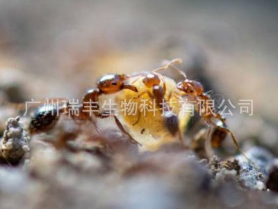 广州瑞丰 红火蚁 舒绝 饵剂 0.1%茚虫威 红蚂蚁 全窝端 袋装100g图4