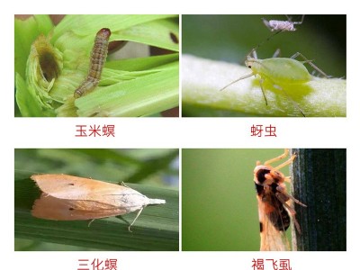 先正达福戈氯虫苯甲酰胺噻虫嗪稻纵卷叶螟二化螟褐飞虱农药杀虫剂图5