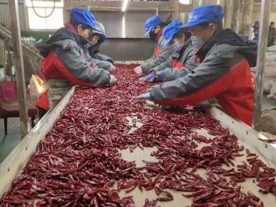二荆条干辣椒微辣特香贵州四川特产农家辣椒皱椒二金条辣椒批发图4