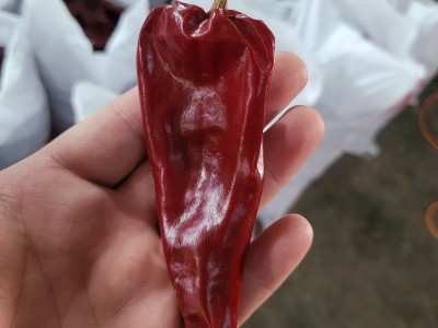 现货红不辣益都红辣椒北京红新疆板椒干辣椒红油专用大量批发图2