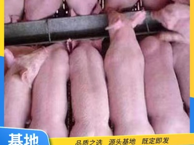 猪苗大白猪 品种小苗耐粗粮肥胖能吃个头大 繁荣出售图4