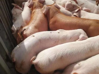 猪苗大白猪 品种小苗耐粗粮肥胖能吃个头大 繁荣出售图3