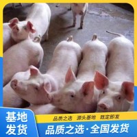 猪苗大白猪 品种小苗耐粗粮肥胖能吃个头大 繁荣出售