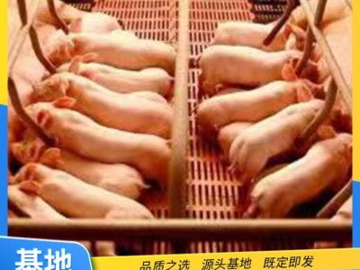 猪苗大白猪 品种小苗耐粗粮肥胖能吃个头大 繁荣出售图5