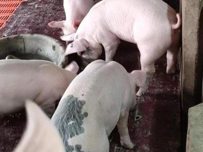仔猪 20斤至100斤健康肥胖小猪苗出售 耐粗粮能吃食图3