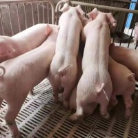 仔猪 20斤至100斤健康肥胖小猪苗出售 耐粗粮能吃食